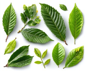 Close up of fresh green leaves with shadows on white background