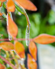 ナンテンの葉先に形成された透明な氷のつららのマクロ撮影 / Macro shot of transparent ice icicle formed on the tip of Nandina leaf