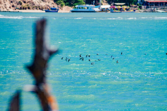 Praia, natureza, mar, ceu, paisagem, flores, sol, aves, animais, carro, 4x4