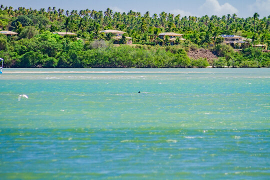 Natureza, Paisagem, Mar, Praia, paraiso, coqueiro, golfinhos, mar, passaros, vida, ver&atilde;o, Nordeste, Brasil