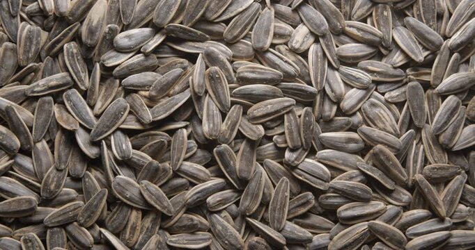 Sunflower seeds close up studio shot over rotating
