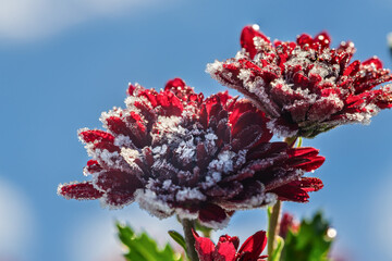 初霜の結晶を纏い凍り付いた赤紫色の菊の花と青空 / Frosted dark red chrysanthemum flowers with ice crystals against blue sky in early winter