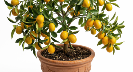 Kumquat Tree Bonsai for Lunar New Year Isolated