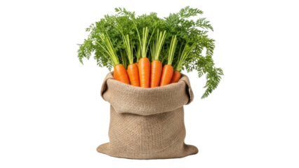 Fresh carrots with green tops harvested and displayed in a burlap sack isolated on transparent background