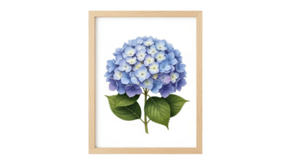 Watercolor painting of a blue hydrangea flower in a light wooden frame, isolated on transparent background