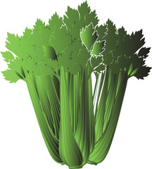 Fresh Green Celery Stalks with Leaves