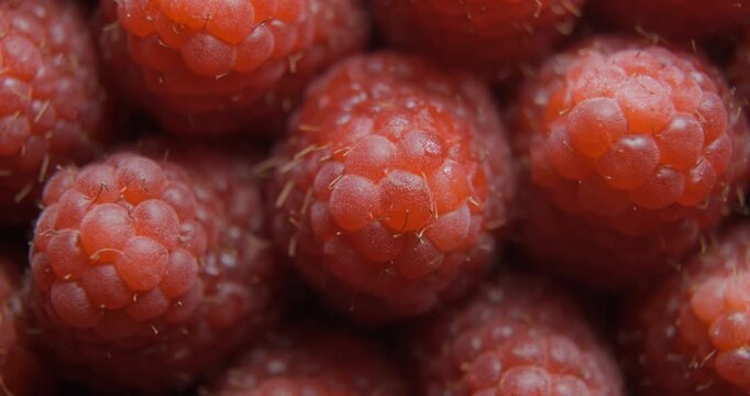 Raspberry close up studio shot over rotating