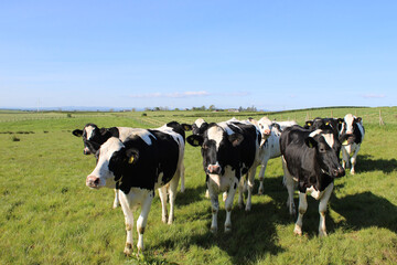 Herd of Holstein cows in a field in Coleraine, County Londonderry, Northern Ireland