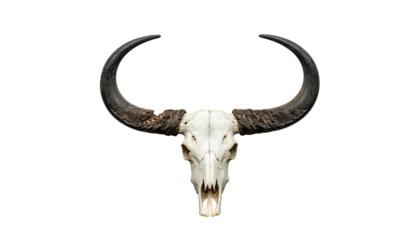 A bleached animal skull with large, curved horns against a black backdrop