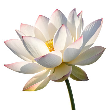 Beautiful Blooming White Lotus Flower with Pink Tips isolated on transparent background