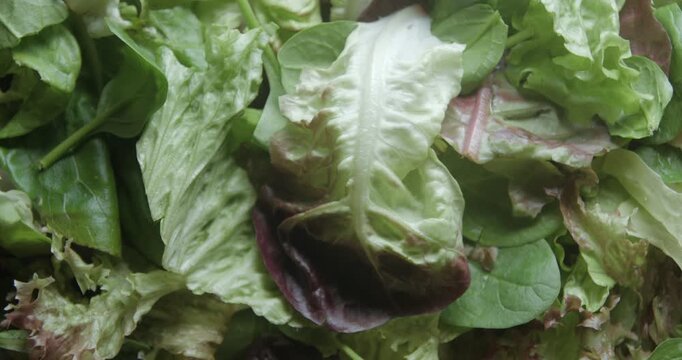 Salad close up studio shot over rotating