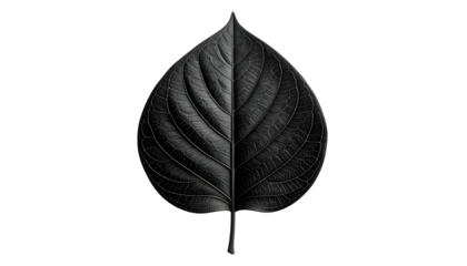 A symmetrical, detailed black leaf against a stark black background