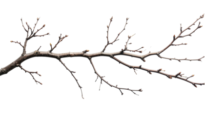 Barren branch with small buds, set against a stark black background