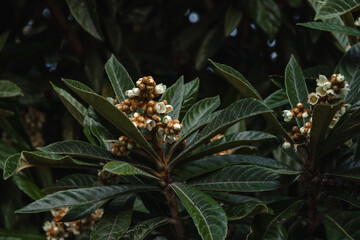 Flowering of the Japanese medlar (Eriobotrya japonica), also known as loquat. Flowering Japanese honeydew (Eriobotrya Japonica) on a blurred background. Selective focus.