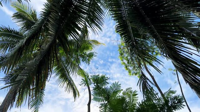 Gazing at the tropical sky through the lush green leaves of palm trees on a sunny day. Cinematic Nature video