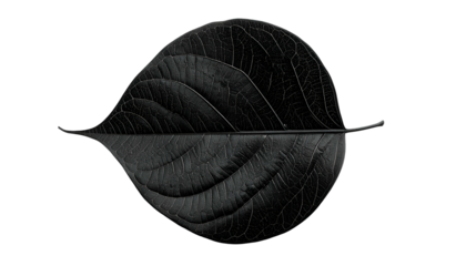A symmetrical, black leaf against a black background. Veins visible, well-defined