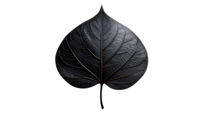 Single, detailed, dark leaf with prominent veins against a black background