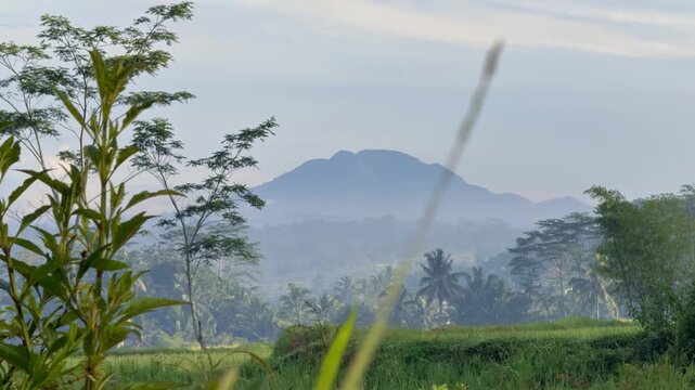 A majestic mountain rises above misty green fields and tropical trees under a soft sky. Sunrise nature video