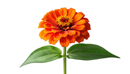 Vibrant orange flower with green leaves against a black background (1)