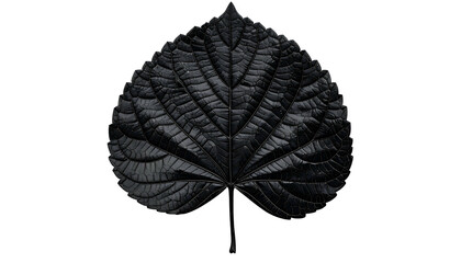 A single, heart-shaped leaf is black and textured, with a dark background