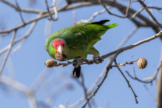 Perico con una nuez en el pico.