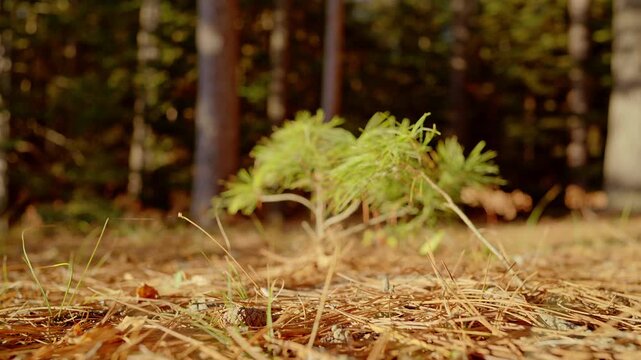Slow motion shot of sapling pine tree growing with mature forest in background