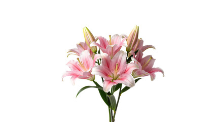 Blooming pink lilies in full flower.