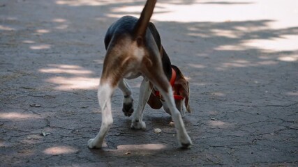 A beagle explores a concrete dog park by sniffing the ground, using its scenthound instincts to read scent information left by other dogs, capturing natural canine behavior.