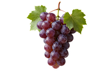 Fototapeta premium Fresh Purple Grapes Cluster with Green Leaves