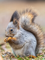 Obraz premium Squirrel in autumn or spring with nut on the green grass with fallen yellow leaves