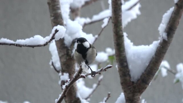 雪が降る中、木の枝で牛脂を食べて飛び立つシジュウカラのクローズアップ 4K  冬の野鳥