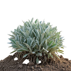 Fototapeta premium Lambs ear plant growing from soil isolated on transparent background
