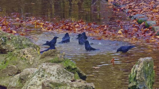 Crows bathe and flap wings together in shallow water surrounded by autumn leaves