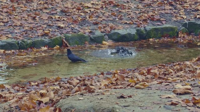 Three crows bathe in shallow urban water with fallen leaves as one takes off