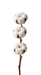 Three fluffy white cotton bolls on a stem.