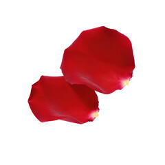 Two vibrant red flower petals overlapping
