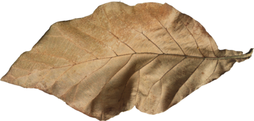 Dried Teak Leaf Isolated on Transparent Background, PNG