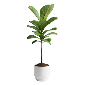 Fiddle leaf fig plant in a white pot isolated on transparent background