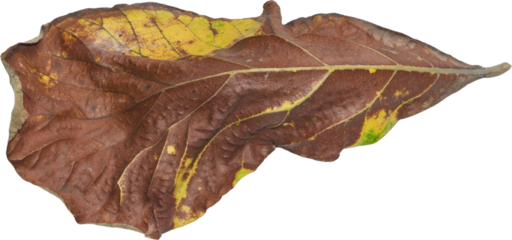 Dried Teak Leaf Isolated on Transparent Background, PNG