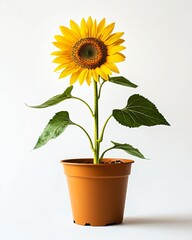 Obraz premium Bright and Cheerful Sunflower in a Pot Against a Simple Background
