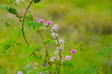 Pink sensitive plant flowers (Mimosa pudica, Fabaceae) on a slender stem with fernlike leaves, soft green bokeh meadow background, photographed in Vietnam.