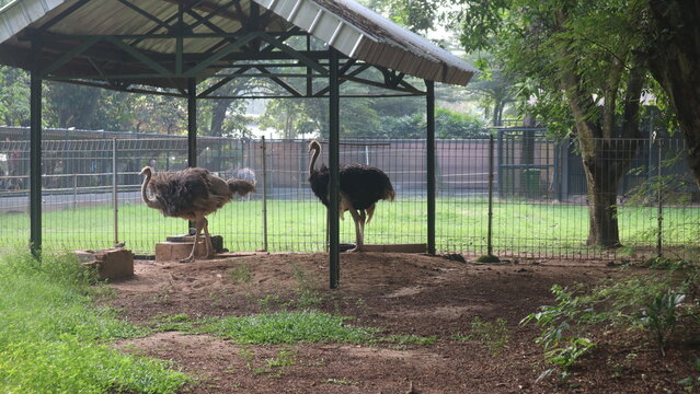 Ostriches Standing Inside a Fenced Enclosure in an Outdoor Area.