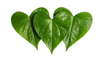 Vibrant green heart-shaped leaves overlapping, set against a stark black