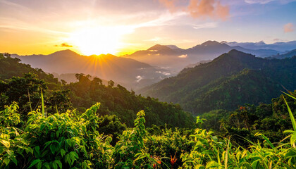 A view of the jungle from the top of the mountain beautiful scenery of trees growing on mountain
16