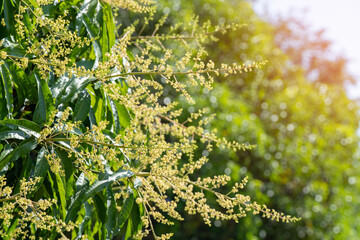 Yellow Mango blossoms or mango bouquet flower blooming on the mango trees in the garden.