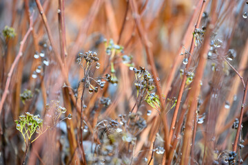 Natural chaos of fall twigs and dried flowers on a wet fall plant with raindrops, as a crazy nature background

