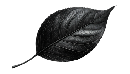 A stark, grayscale image of a single, detailed leaf against a black background