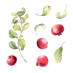 Watercolor set of lingonberry berries and leaves isolated on white. Cranberry illustrations hand painted. Healthy red berries for food illustration, recipe card, or botanical design concept.