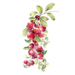 Lingonberry branch watercolor hand drawn on white background. Cluster of red wild healthy berries with green leaves. Botanical illustration for natural food branding or packaging design.