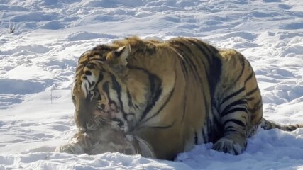 Siberian Tiger Feeding on Prey in Snowy Winter Habitat